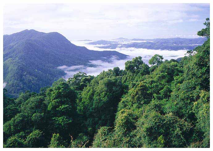 view-over-rainforest-at-dor